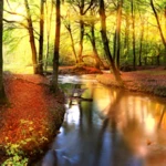 autumn forest live wallpaper android application logo